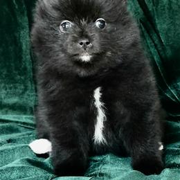 Pomeranian Puppies from Cream Puffs Pomeranians