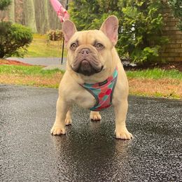 Gigi Choco - French Bulldog