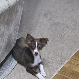 Orange Collar - Fritz - Red tri male Miniature Australian Shepherd puppy in Aurora, Missouri from Barnyard Mini Aussies