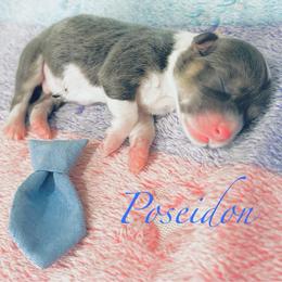 Poseidon - Gray and white male American Corgi puppy in Cocoa, Florida from Cascadian Space Coast Corgis LLC