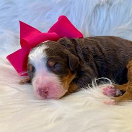 Dark Pink Girl - Brown female Bernedoodle puppy in The Woodlands, Texas from Gracie's Goldendoodles and Bernedoodles of The Woodlands