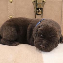 Boots - Chocolate male Labrador Retriever puppy in Camden, Indiana from Camden's Caring Canines