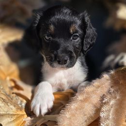 Elvis - Black male Double Doodle puppy in Prescott Valley, Arizona from Ramirez Family Doodles