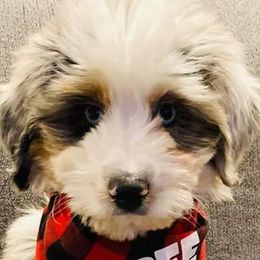 Aussiedoodles, Bernedoodles, Cavapoos, Goldendoodles, and Labradoodles from Mini Goldendoodles of Cape Cod
