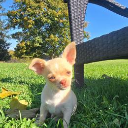 Dolce - Fawn male Chihuahua puppy in Amity, Pennsylvania from Baxters Chihuahuas