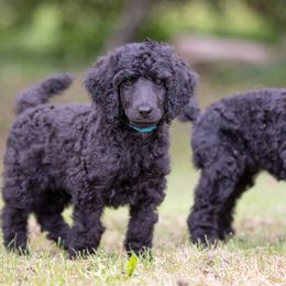 Poodle Puppies from Spirit Poodles