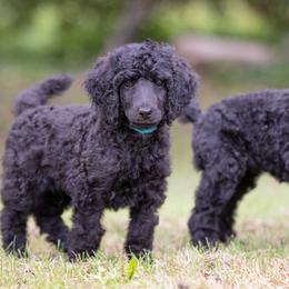 Poodle Puppies from Spirit Poodles