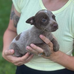 Walker - Blue male Australian Cattle Dog puppy in Timpson, Texas from Double S Kennel