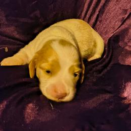 Charity - Piebald female Dachshund puppy in Hollis, Oklahoma from Write Breed Doxies