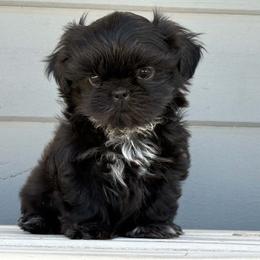 Boy 3 - Black male Shih Tzu puppy in Calimesa, California from Little Mountain’s Shih Tzus