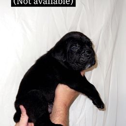 Cane Corso Puppies from Rock Creek Cane Corso
