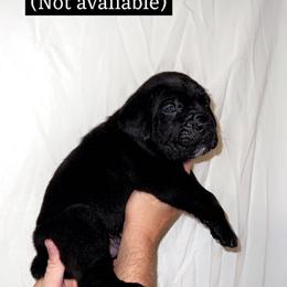 Cane Corso Puppies from Rock Creek Cane Corso