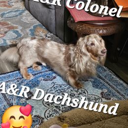 COLONEL - Dachshund