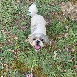 Cody - Shih Tzu