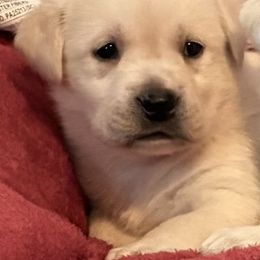 Yellow girl 3 - Yellow female Labrador Retriever puppy in Jamestown, Ohio from Heartlands Quality Labrador Retrievers