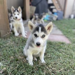 Siberian Husky Puppies from Husky Love and Pups
