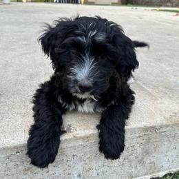 Chase - Black and white male Portuguese Water Dog puppy in Battle Ground, Washington from Purely Opal