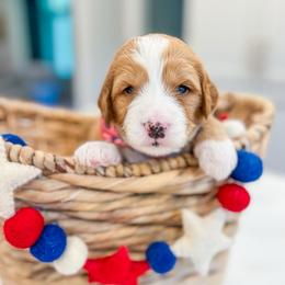Charlie Brown - Red male Bernedoodle puppy in Sulphur, Louisiana from Curly Q’s Of Carlyss