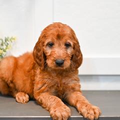Aussiedoodle, Bernedoodle, Goldendoodle, and Irish Doodle Puppies from Sun Valley Goldendoodles