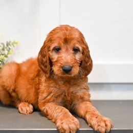 Aussiedoodle, Bernedoodle, Goldendoodle, and Irish Doodle Puppies from Sun Valley Goldendoodles