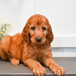 Aussiedoodle, Bernedoodle, Goldendoodle, and Irish Doodle Puppies from Sun Valley Goldendoodles