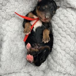 Red - Phantom male Bernedoodle puppy in Charleston, South Carolina from Palm Belle Doodles