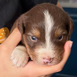 Poppy - Red tri-color female Australian Shepherd puppy in Hemet, California from Perfect Companion Aussie's