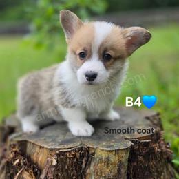 B4 - Red male Pembroke Welsh Corgi puppy in Jacksonville, Texas from ArmnalegRanch LLC