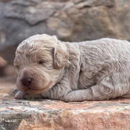 Percy - Cream male Labradoodle puppy in Murray, Utah from Swann's Kennels