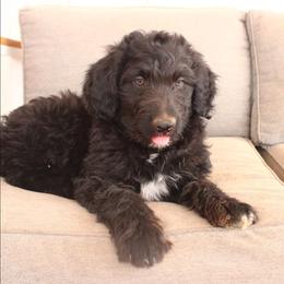 Ash - Black and white male Aussiedoodle puppy in Apache Junction, Arizona from Loving Doodle