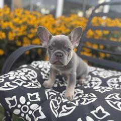 Star - Tricolors female French Bulldog puppy in Bethlehem, Pennsylvania from NeighborHood Frenchies
