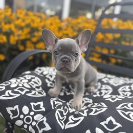 Star - Tricolors female French Bulldog puppy in Bethlehem, Pennsylvania from NeighborHood Frenchies