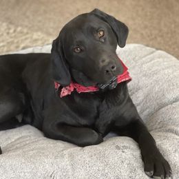 Indey - Labrador Retriever