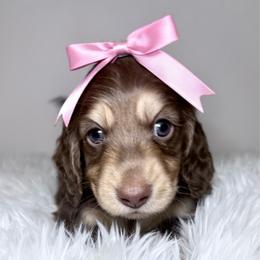 Kelly Kapowski - Chocolate and cream female Dachshund puppy in Perris, California from The Dach House