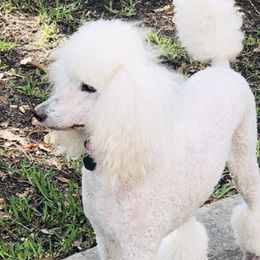 Poodles from Knight’s Standard Poodles