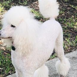 Poodles from Knight’s Standard Poodles