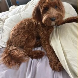 Tina - Australian Labradoodle