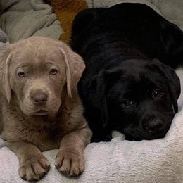 Labrador Retrievers from DogStar Kennels