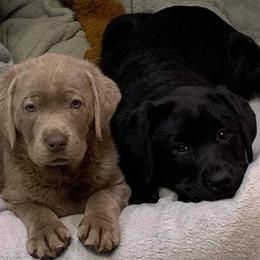 Labrador Retrievers from DogStar Kennels