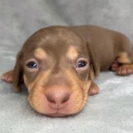 Female 2 - Chocolate and tan female Dachshund puppy in Birmingham, Alabama from LongBottomDachshunds