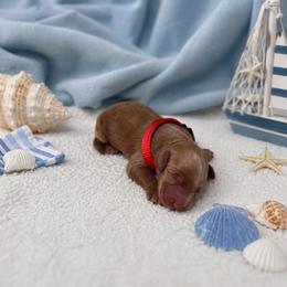 F1B Goldendoodle Surfer - Red  male Goldendoodle puppy in Redding, California from Casa Delarosa Collective Poodles & Doodles
