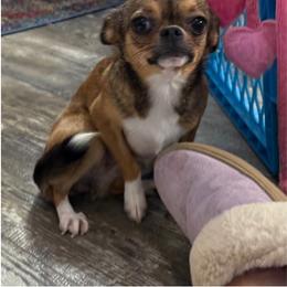 Sidney - Chihuahua