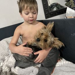 Yorkshire Terrier Puppies from Celestial Family Terriers (Yooper Yorkies)