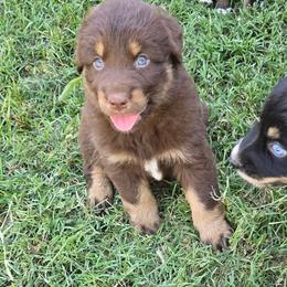 Peace - Red tri-color male Australian Shepherd puppy in Harrah, Oklahoma from Whippoorwill Aussies of Oklahoma