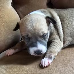 Girl 1 - Red female Italian Greyhound puppy in Phillips, Maine from Maplewood Italian Greyhounds
