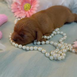Reba - Ruby female Cavalier King Charles Spaniel puppy in Texarkana, Texas from Hidden Creek Cavaliers