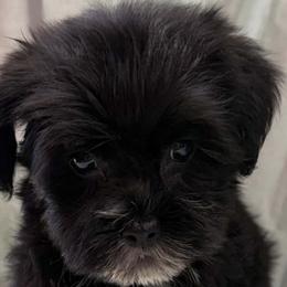 Myla - Black and tan female Yorkipoo puppy in Lebanon, Kentucky from Mosaic Merle Doodles