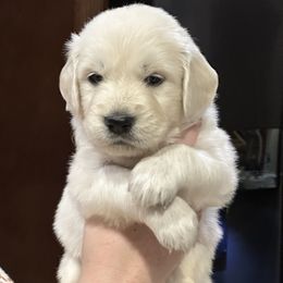 Assorted Doodle Crosses, Bernedoodle, Bernese Mountain Dog, Goldendoodle, Golden Retriever, and Sheepadoodle Puppies from CelticDoods