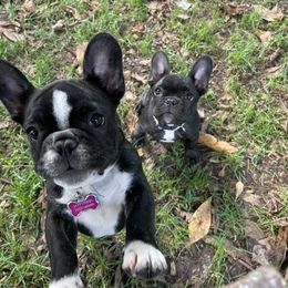 French Bulldog Puppies from Small Town Frenchies