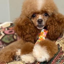 Molly - Poodle